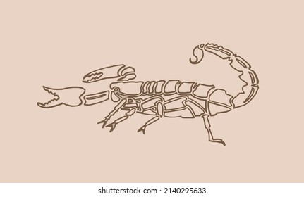 graphical vintage sketch of scorpion ,vector  lined drawing