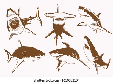 Graphical vintage sketch of sharks  , vector illustration