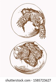 Graphical vintage sketch of tortoise in an egg  ,vector illustration