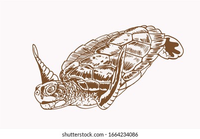 Graphical vintage sketch of tortoise,sepia vector  illustration