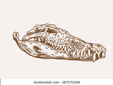 Graphical vintage skull of crocodile , sepia background, vector