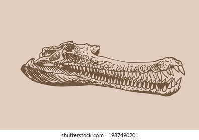 Graphical vintage skull of crocodile ,sepia background, vector element of fossil