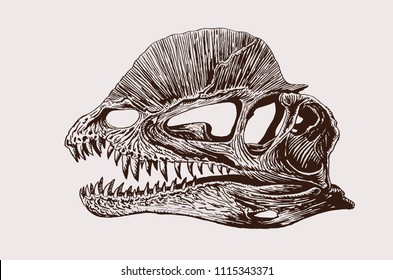 Graphical vintage skull of dinosaur  ,vector retro illustration,dilofosaur