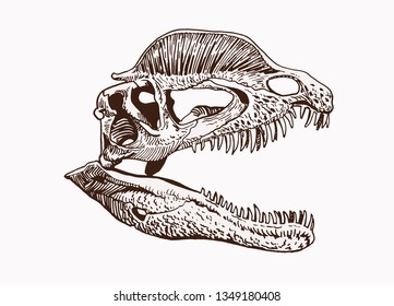 Graphical vintage skull of dinosaur  ,vector retro illustration,dilofosaur