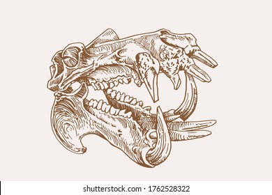 Graphical vintage skull of hippo
,sepia background, vector illustration