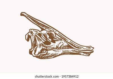 Graphical vintage skull of Parasaurolophus , paleontology	

