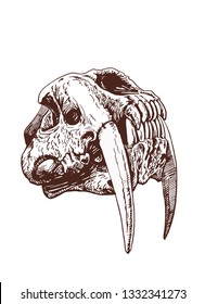 Graphical vintage skull saber  toothed tiger   vector illustration