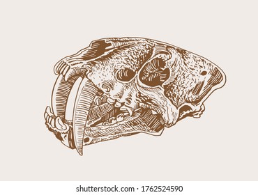 Graphical vintage skull 
Saber  toothed tiger sepia background  vector illustration