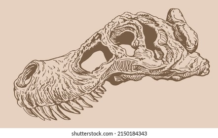 Graphical vintage skull of tyrannosaurus, sepia  background,vector fossil element of museum