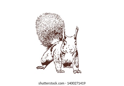 Graphical vintage squirrel, forest animal,vector illustration	