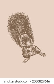 Graphical vintage squirrel , sepia background. Vector illustration