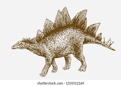 Graphical vintage stegosaurus,retro illustration,vector,paleontology