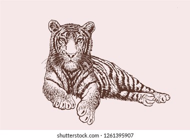 Graphical vintage  tiger,retro vector illustration