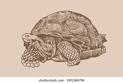 Graphical vintage tortoise,vector sepia illustration