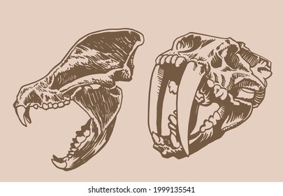 Graphical vintage two skulls saber  toothed tiger paleontological vector elements
