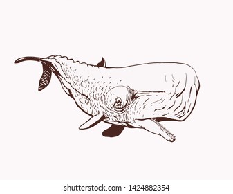 Graphical vintage whale,vector retro illustration, sea-food