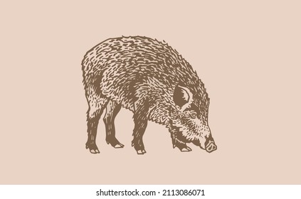 Dibujo gráfico vintage de cerdo salvaje de cerdo salvaje, sepia boar