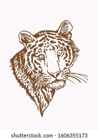 Graphical vintge sketch of tiger portrait  , vector illustration