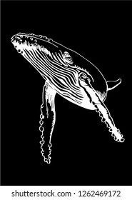 Graphical whale isolated on black background,vector sketch