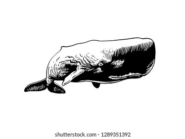Graphical whale isolated on white background,vector sea-food illustration