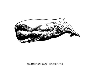 Graphical whale isolated on white background,vector sea-food illustration