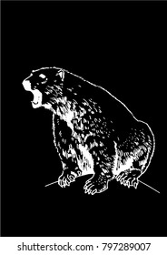 Graphical white bear isolated on white background,vector 