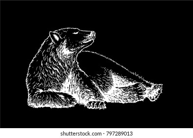 Graphical white bear isolated on white background,vector 