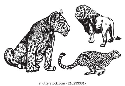 Graphical Wild Cats, Lion,lioness And Puma Running Isolated On White,vector Se Of African Wild Animals