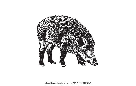 Graphical wild hog pig watching down isolated on white,boar illustration