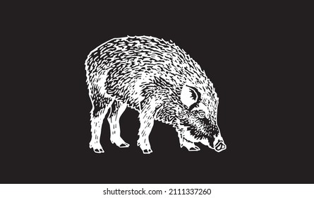 Graphical wild hog pig watching down isolated on black,boar illustration