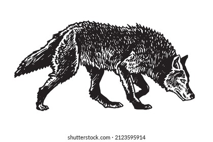 Graphical wolf walking isolated on white background,vector illustration