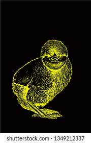 Graphical yellow chick isolated on black background, vector illustration