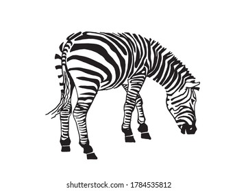 Graphical zebra eating isolated on white, vector illustration for printing and design