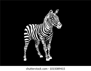 Graphical zebra isolated on black background,vector illustration