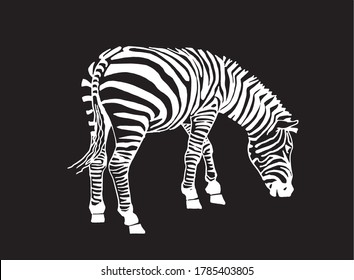 Graphical zebra  isolated on black background, vector engraved illustration