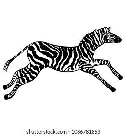 Graphical zebra isolated on white background,vector illustration