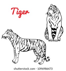 Graphical zebra isolated on white background,vector illustration