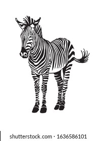 Graphical  zebra isolated on white background,vector illustration