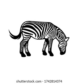 Graphical zebra isolated on white background, Vector illustration, Template