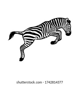 Graphical zebra isolated on white background, Vector illustration, Template