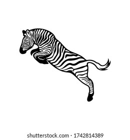 Cebra gráfica aislada en fondo blanco, ilustración vectorial, plantilla