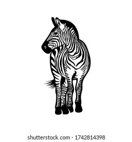 Graphical zebra isolated on white background, Vector illustration, Template