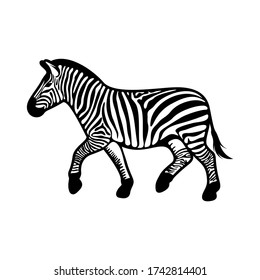 Graphical zebra isolated on white background, Vector illustration, Template