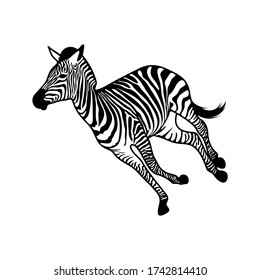 Graphical zebra isolated on white background, Vector illustration, Template