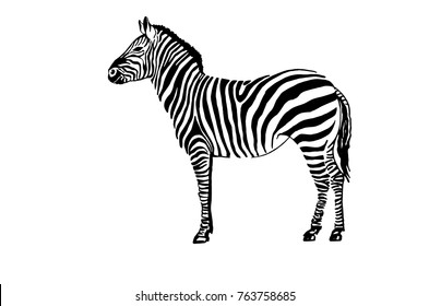 Graphical zebra isolated on white background,vector illustration