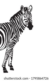 Graphical zebra isolated, vector design cover
