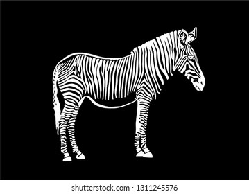 Graphical  zebra standing isolated on black ,vector sketch for tattoo and printing