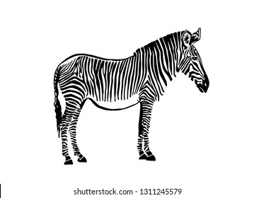 Graphical  zebra standing isolated on white ,vector sketch for tattoo and printing