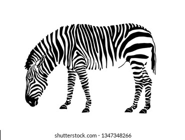 Graphical zebra standing isolated on white ,vector sketch for tattoo and printing