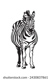 Graphical zebra standing isolated on white background,vector illustration,sketch